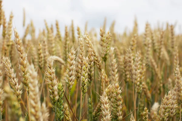 Espiguetas Trigo Antes Colheita Indústria Agrícola — Fotografia de Stock