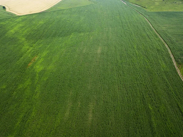 Aerial View Large Field Green Corn Road Agricultural Industry — Stock Photo, Image