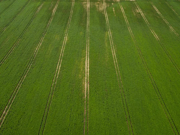 Luftaufnahme Großes Grünes Feld Von Sojabohnen Agrarindustrie — Stockfoto