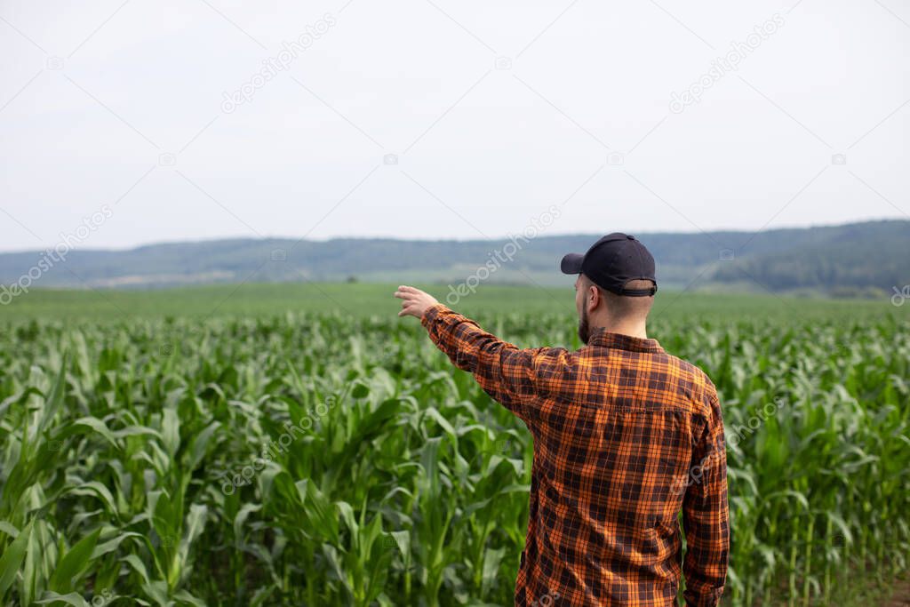 Farmer points to a green field of corn. Agricultural industry