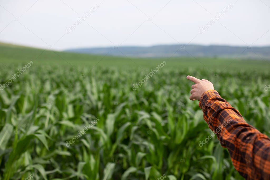 Male farmer's hand points to a green field of corn. Copyspace