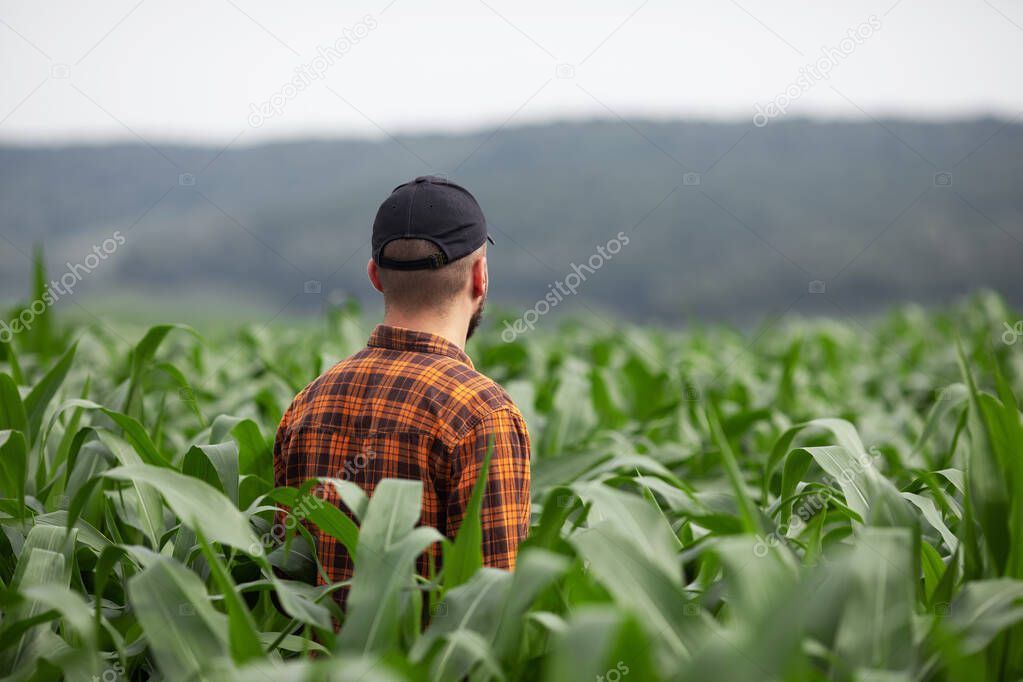 A farmer inspects a large green corn field. Agricultural industry