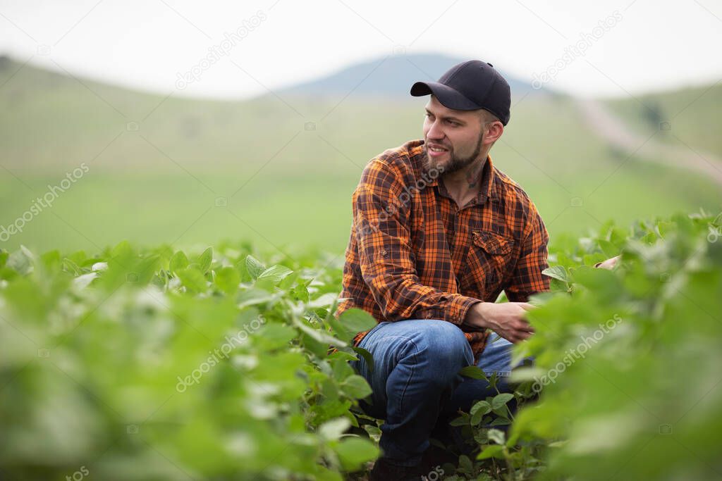 Farmer agronomist on a growing green soybean field. Agricultural industry