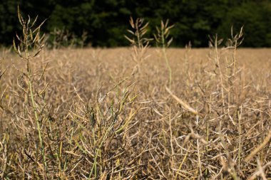 Hasattan önce olgun kolza tohumu tarlası. Tarım endüstrisi