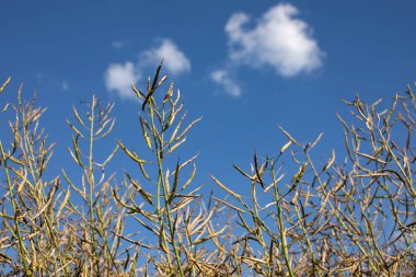 Mavi gökyüzünün arka planında olgun tecavüz kapsülleri. Hasat zamanı
