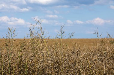 Tecavüz, tarlada kuru tecavüz. Tarım yağı üretimi, yaz gününden önce olgunlaşmış kuru kolza tohumu.