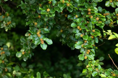 Kayın dalındaki genç kayın taşakları. Orman arkaplanı