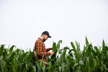 Genç bir çiftçi yeşil mısır yapraklarını ve saplarını haşereler için inceliyor. Tarım endüstrisi