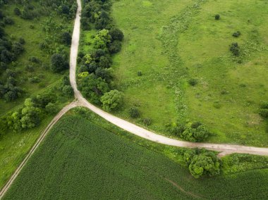 Geniş yeşil mısır tarlası ve köy yolu manzarası. Kırsal alanlar