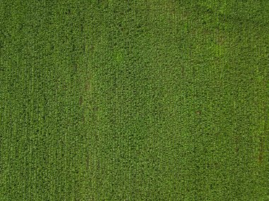 Bir çiftçi büyük yeşil mısır tarlasını teftiş eder. Üst Manzara. Tarım endüstrisi