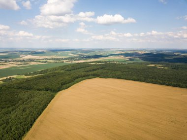 Yeşil ormanlarla çevrili olgun bir kolza tohumu tarlasının en üst görüntüsü. Kırsal alanlar