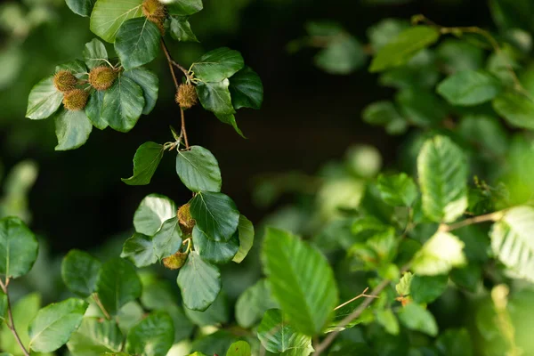 Buchenzweig Mit Buchssamen Bucheckern Das Konzept Der Botanik — Stockfoto