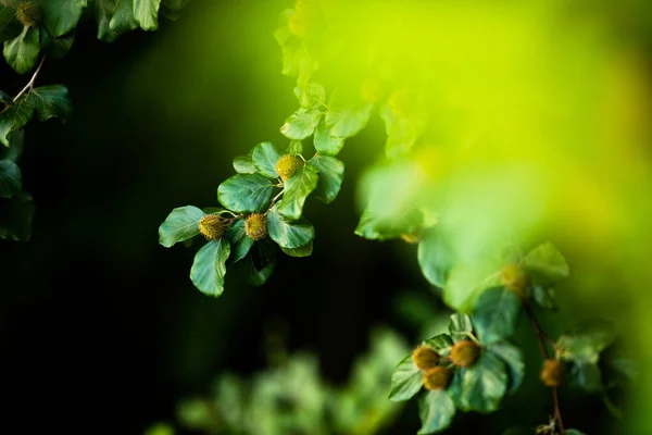 Ramo Faia Com Amendoins Fundo Natural Verde Floresta Verão — Fotografia de Stock