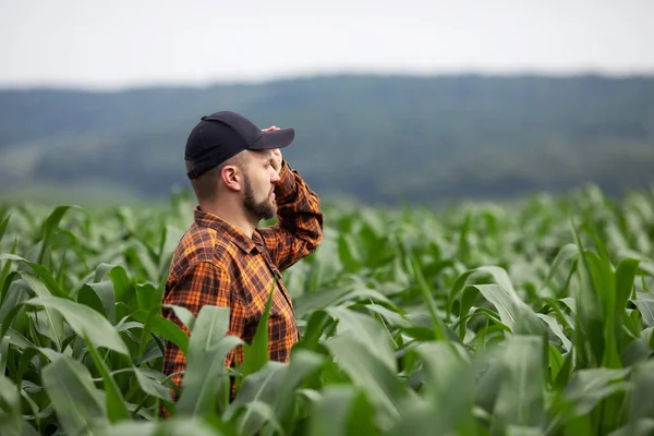 Rolnik Stoi Polu Sprawdza Zieloną Plantację Kukurydzy Przemysł Rolny — Zdjęcie stockowe