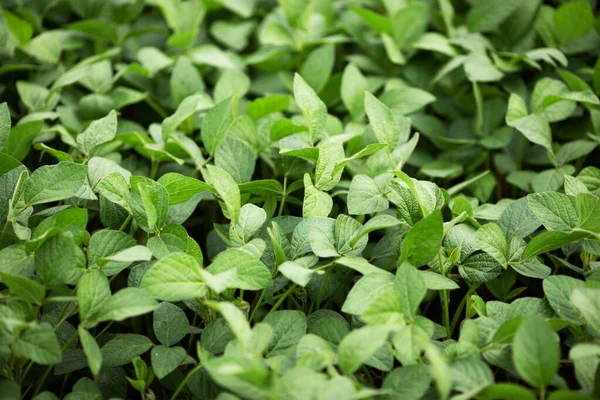 Foglie Soia Verde Legumi Cibo Sano Industria Agricola — Foto Stock