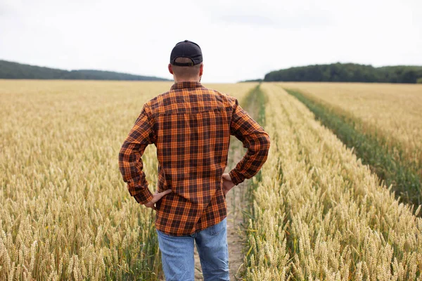 Agricultor Encuentra Campo Trigo Inspecciona Antes Cosecha Industria Agrícola —  Fotos de Stock