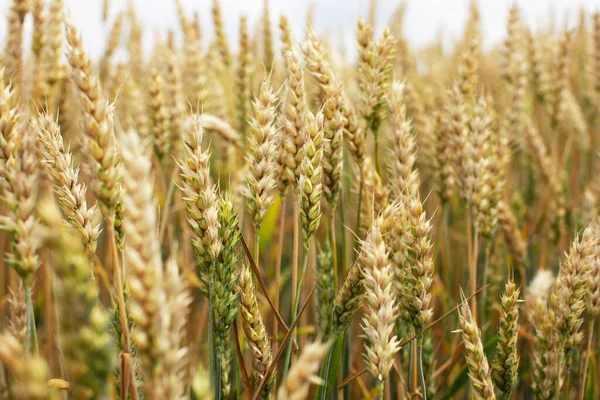 Spille Grano Maturo Campo Agricolo Preparazione Raccolto Dei Cereali — Foto Stock