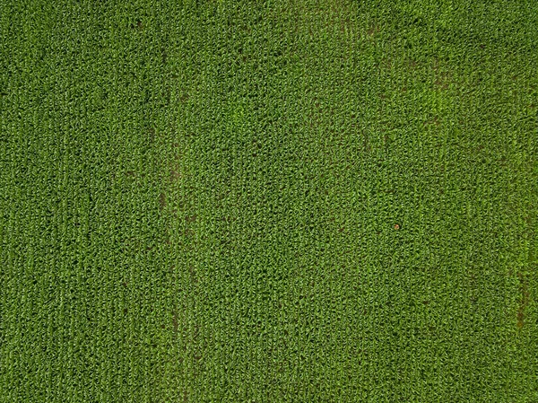 Rolnik Kontroluje Duże Zielone Pole Kukurydzy Widok Góry Przemysł Rolny — Zdjęcie stockowe