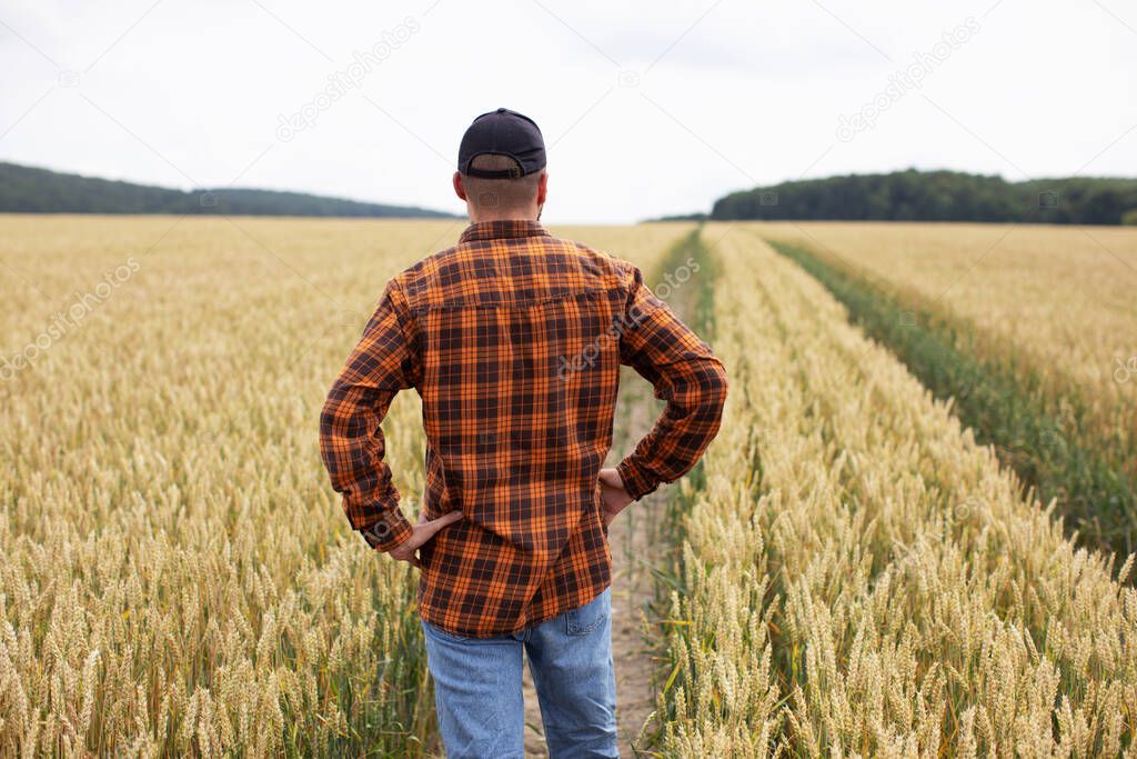 A farmer stands in a wheat field and inspects it before harvest. Agricultural industry