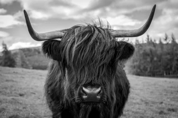 Černobílá Fotka Horské Krávy Skotském Venkově — Stock fotografie
