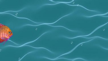Japon balığı animasyon, hava kabarcıkları ile dalgalı suda akan sevimli balık, sorunsuz video, aquaristics hobi, deniz faaliyetleri, egzotik balıklar üreme,