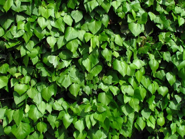 Hedera hibernica veya İrlandalı Ivy yeşil bitki tırmanma, yeşil yaprakları sarmaşık, tıbbi bitki, doğal bitki doku fotoğraf