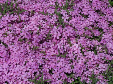 Phlox, ayrıntı çiçeği, pembe varyant, düşük kapak bitki, çiçek, küçük rosa çiçekler detayını