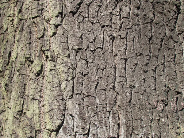Detailed texture of spruce bark, photographic background — Stock Photo, Image