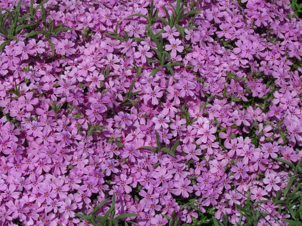 Phlox, detail of blossom,pink variant, low cover plant, detail of blossom, small rosa flowers — Stock Photo, Image