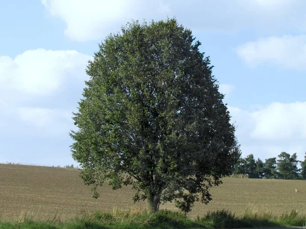 Albero sul bordo di un campo raccolto, cielo con nuvole bianche sullo sfondo . — Foto Stock