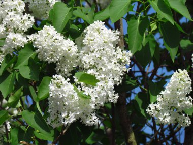 Zümrüt yeşil Bush bir arka plan üzerinde beyaz leylak çiçek yaprakları