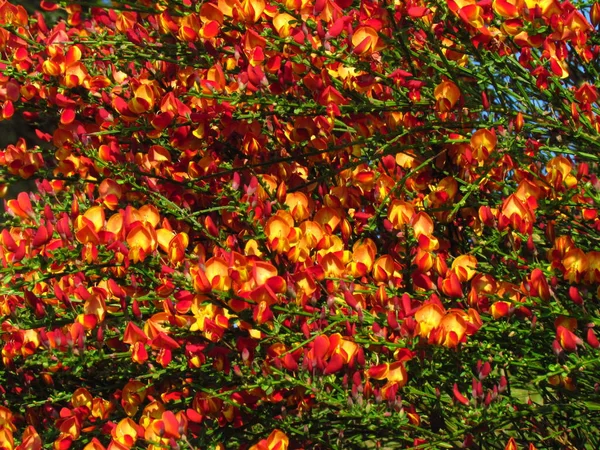 Cytisus scoparius arbusto floreciente primavera con flor roja — Foto de Stock