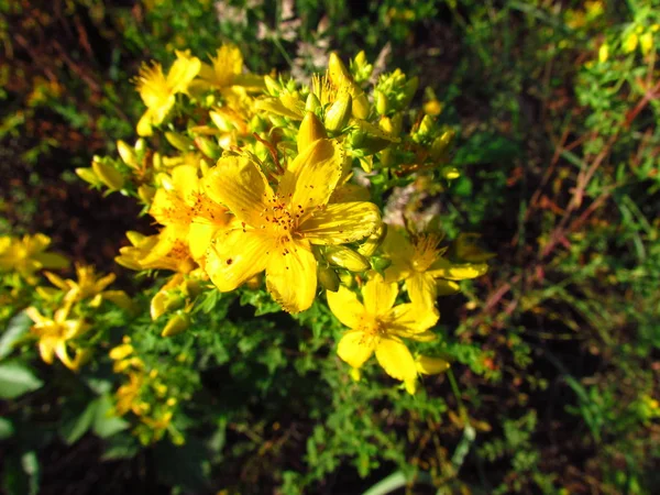 Hypericum perforatum, detalle de flor amarilla de planta medicinal utilizada como antidepresivo —  Fotos de Stock