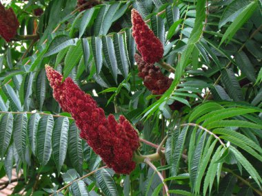 Sumak, rhus typhina, kırmızı çiçeği ağacının