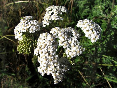 Achillea millefolium, ortak civanperçemi, beyaz çiçek baş yakın çekim