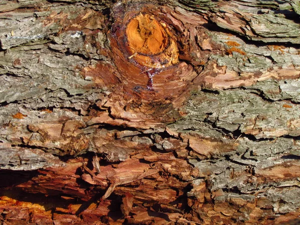 Knag i pine bark närbild, makro naturliga textur — Stockfoto