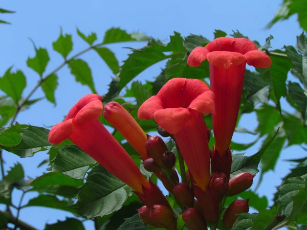 Η Λατινική grandiflora, κόκκινο άνθος της αντιστάθμισης, Αγγλικά ονομάζεται Τρομπέτα Αμπέλου, αναρριχητικό φυτό σαλπίγγων — Φωτογραφία Αρχείου