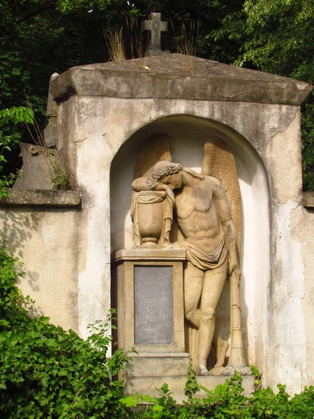 Επιτύμβια πλάκα με ένα άγαλμα αγγέλου σε ένα ερειπωμένο παλιό νεκροταφείο, κλαδιά κισσού — Φωτογραφία Αρχείου
