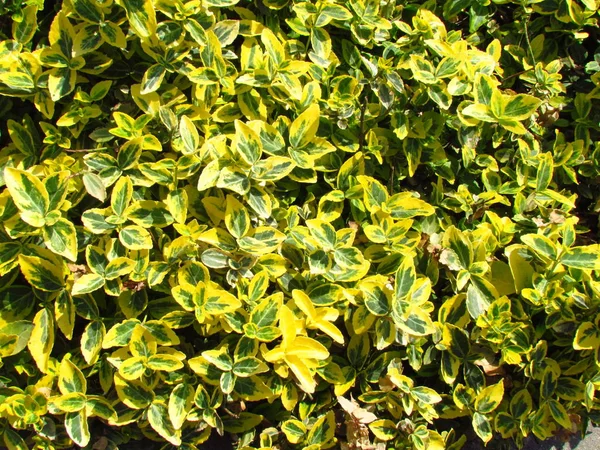 Euonymus, popural ornamental garden plant with yellow and green colored leaves — Stock Photo, Image