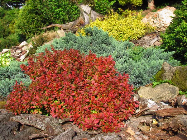 Wunderschöner Garten, Gartenstillleben am Hang mit Steinen bepflanzt mit verschiedenen bunten Bäumen und Pflanzen, Frühlingszeit, Cytisus scoparius Frühlingsblüher mit roter Blüte — Stockfoto