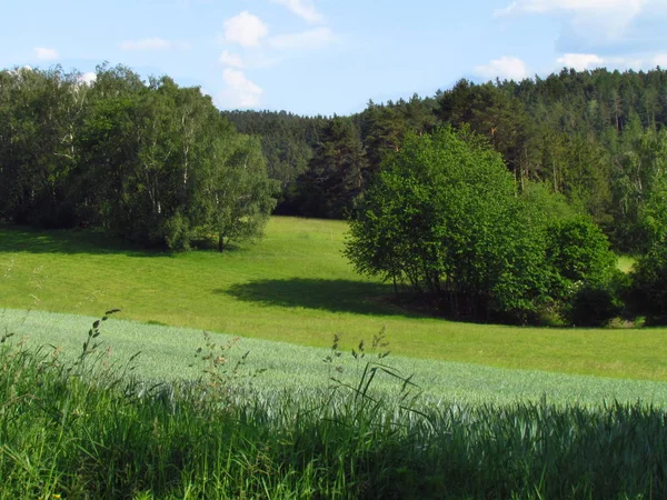 Het heuvelachtige platteland zomer met smaragd groene weide, probeert en wolken in de lucht — Stockfoto