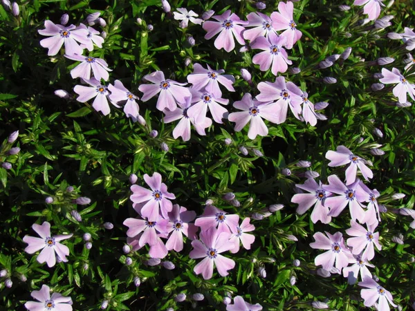 芝桜、花の詳細ピンクのバリアント、低カバー植物、花、ローザの小さな花の詳細 — ストック写真