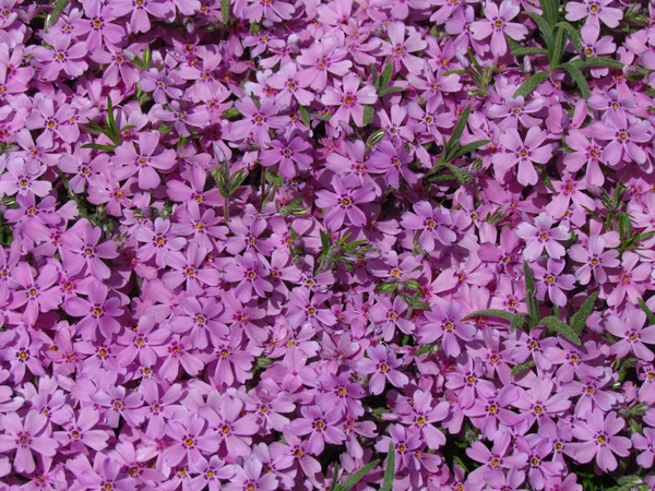 Phlox, detalj av säng, rosa variant, låg luckan växt, små rosa blommor — Stockfoto