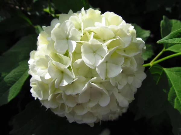 Hydrangea white blossom close-up, rich inflorescence of shrubs — Stock Photo, Image