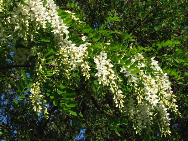 Robinia acacacia, white racemose inflorescence, detail of tree branches — стоковое фото