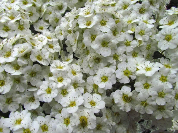 Gyöngyvessző alba, .closeup, édes-rét virágzat, makró, fehér virág természetes textúra, — Stock Fotó