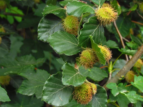 Fagus sylvatica, European beech, common beech, blossom of tree