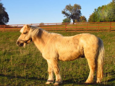 Bir sonbahar çayır üzerinde bir halter otlatma ile sevimli bej midilli