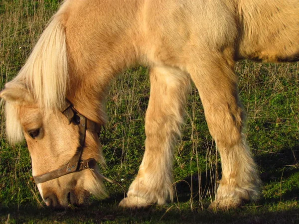 Carino pony beige con un alone pascolo su un prato autunnale — Foto Stock