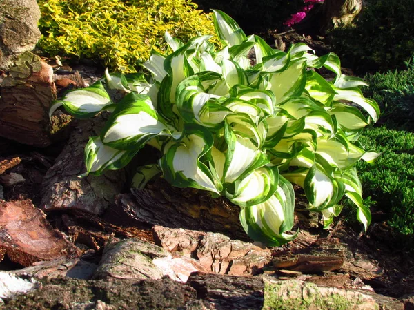Hosta, also named Funkia, white leaves with green borders — Stock Photo, Image